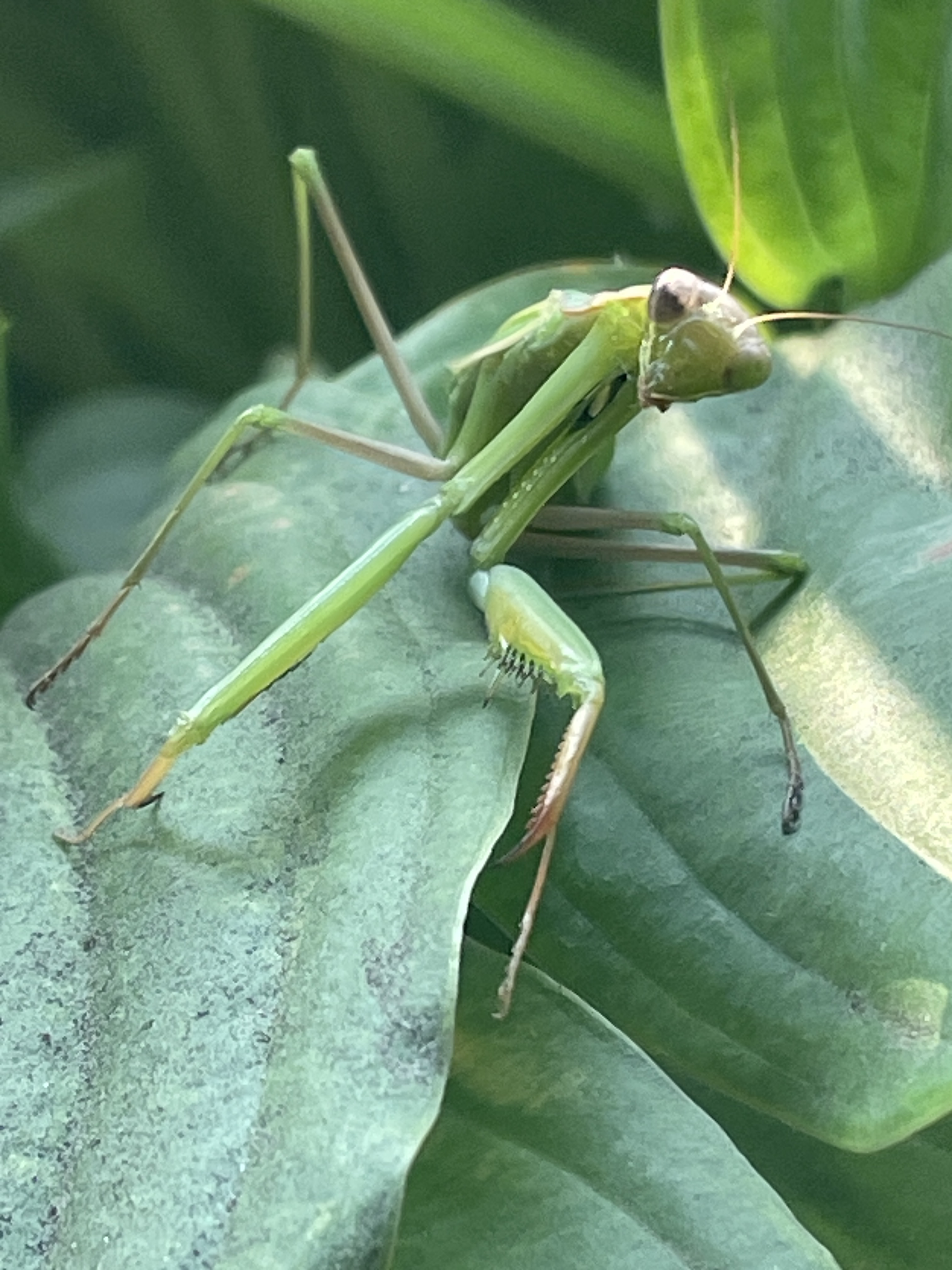 A buggy sort of day – Michael's Place